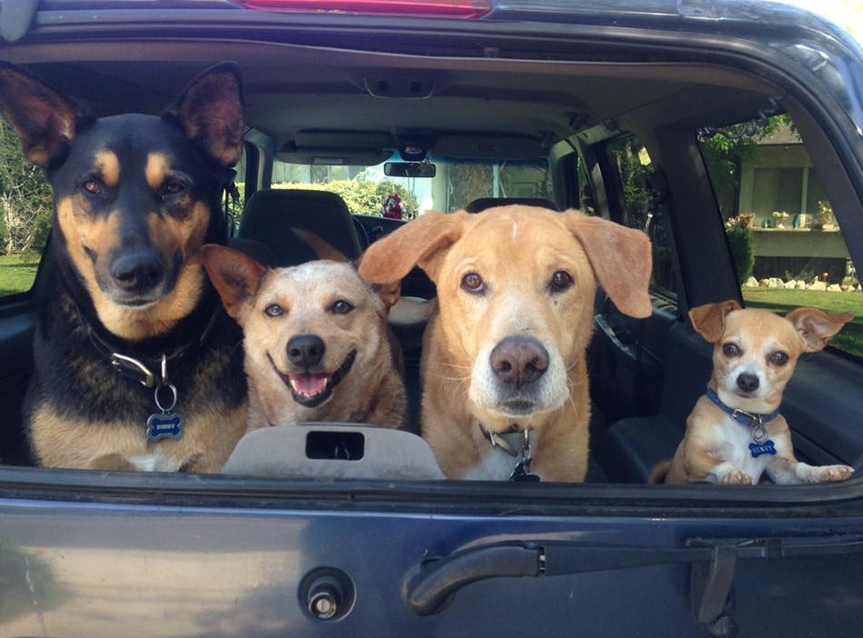 Betty's Pet Sitting Crew