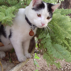 Scully